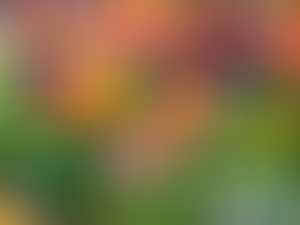 Economia - Os alimentos que mais sofreram aumento no Estado, nos primeiros meses de 2025