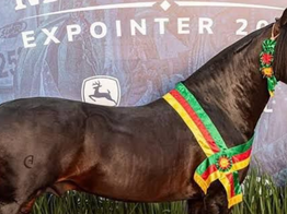 Expointer/2025 – Atrações e algumas premiações da Feira