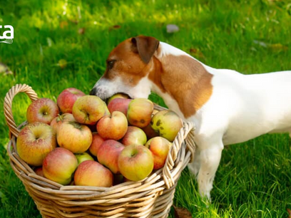 PETS – Alimentação natural para cachorros, vem ganhando adeptos