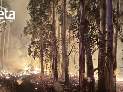 Sinistro - Incêndio atinge área verde de Eldorado do Sul