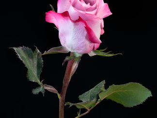 The Rose 20220124 #4.jpg