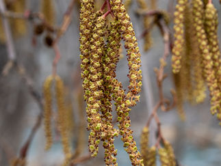 Catkins