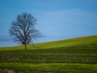Tree On A Hill 20220402 #5.jpg