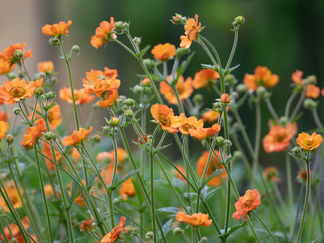 Flower 20220514 #15.jpg