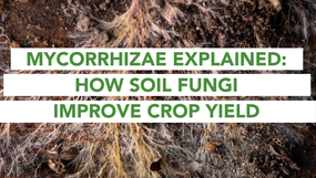A Deep Dive into the Symbiotic Relationship Between Arbuscular Mycorrhizae and Plants