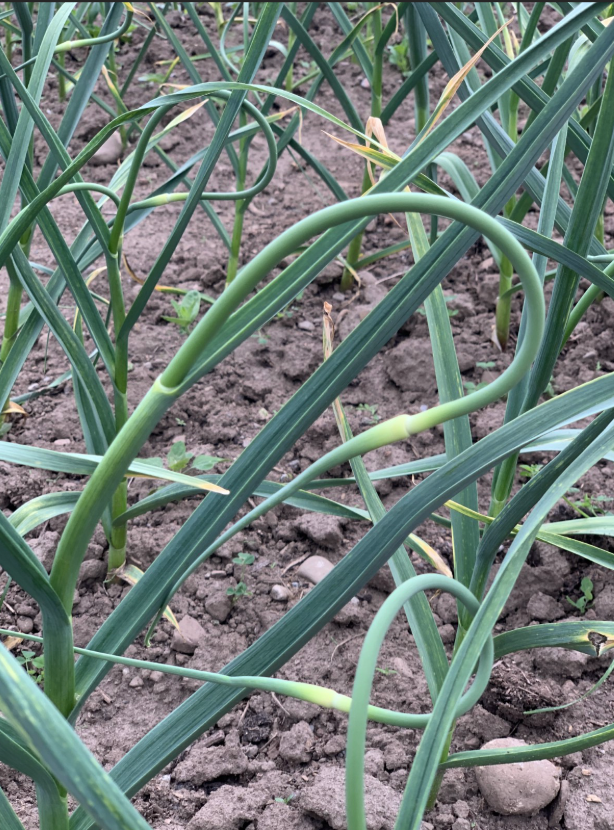Source: Green Machine Farm