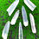 Thumbnail: Lemurian Quartz Points