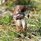 stoat-with-chick-hero_edited.jpg