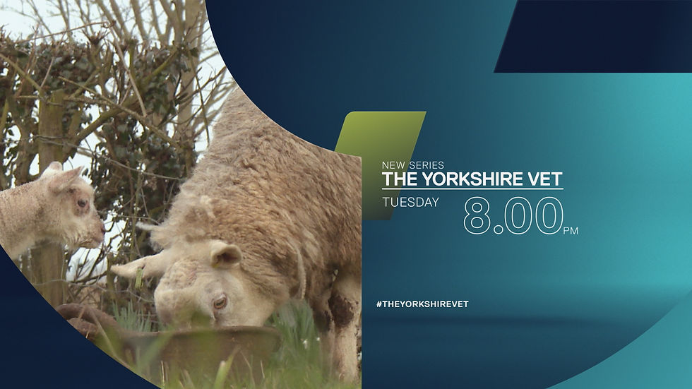 The_Yorkshire_Vet.jpg