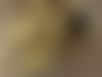 本日のお買取り