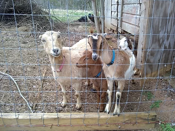 Several goats in a pasture