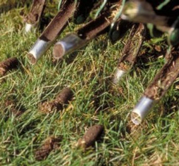 Core Aeration