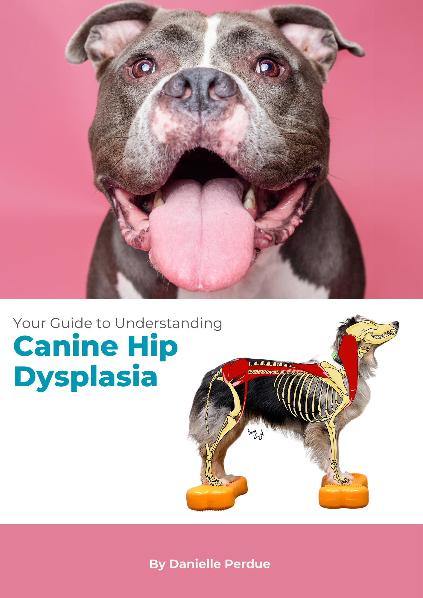 Understanding Canine Hip Dysplasia - An Owners Guide