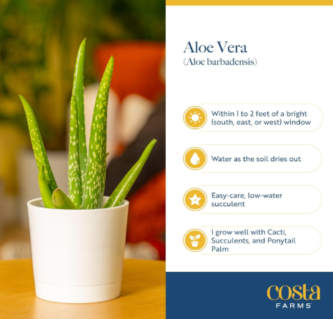 Thumbnail: Aloe Vera Live Succulent Plant (2 Pack) – Easy Care Indoor Houseplant | Natural