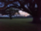 Under the Oak at Dusk