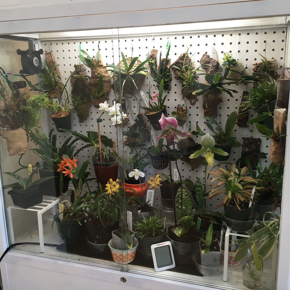 DIY Orchidarium