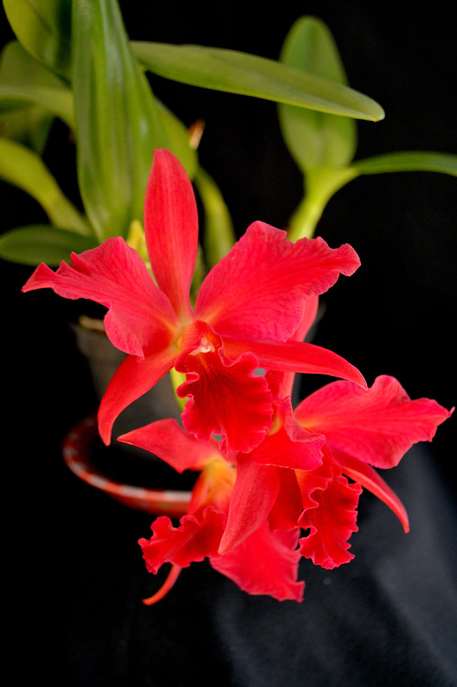 Cattlianthe/Slc. Jewel Box 'Dark Waters'