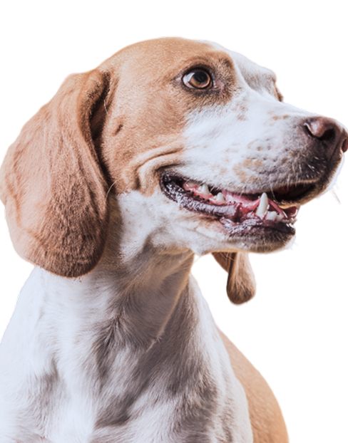 portrait-lovely-dog-looking-away-Photoroom 1.png