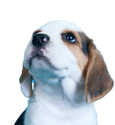 beagles-puppies-looking-up 1.png