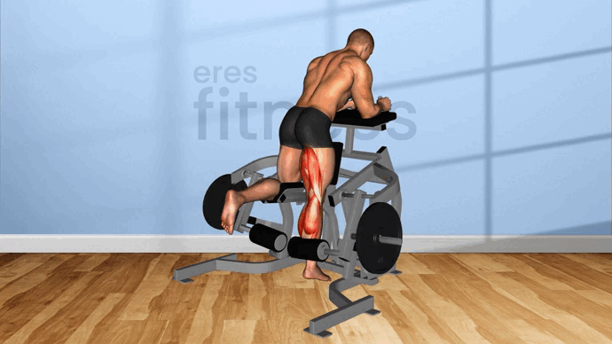 05821205-Lever-Kneeling-Leg-Curl-plate-loaded_Thighs-flat.gif