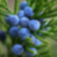Juniper Berries