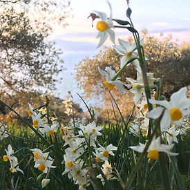 Silver Island daffodils