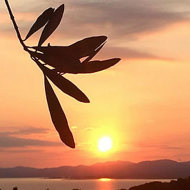 Sun Set with Olive Leaf