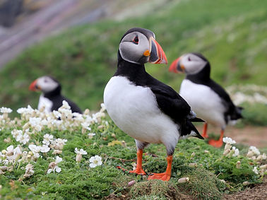 puffins-2021-08-26-18-15-14-utc.jpg