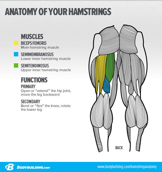 Hamstring/Calf jarekgorarmt