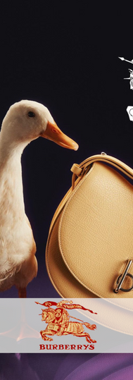 Oca domestica in primo piano con una borsa di lusso, logo Burberry. Un'immagine che mostra l'animale fornito dall'agenzia per la campagna pubblicitaria.