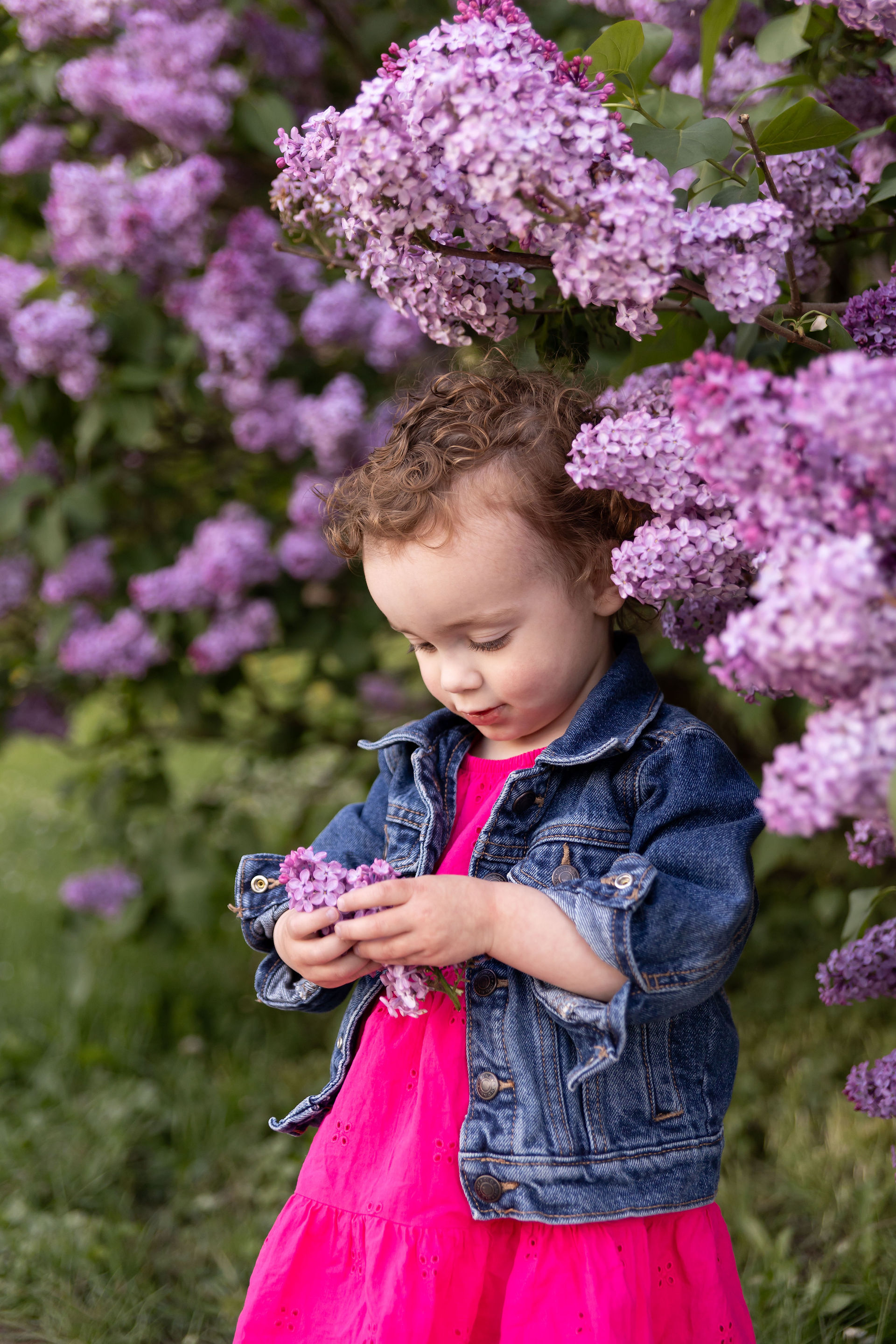 toddler girl stands in a lilac bush holding and looking down at a lilac in her hands