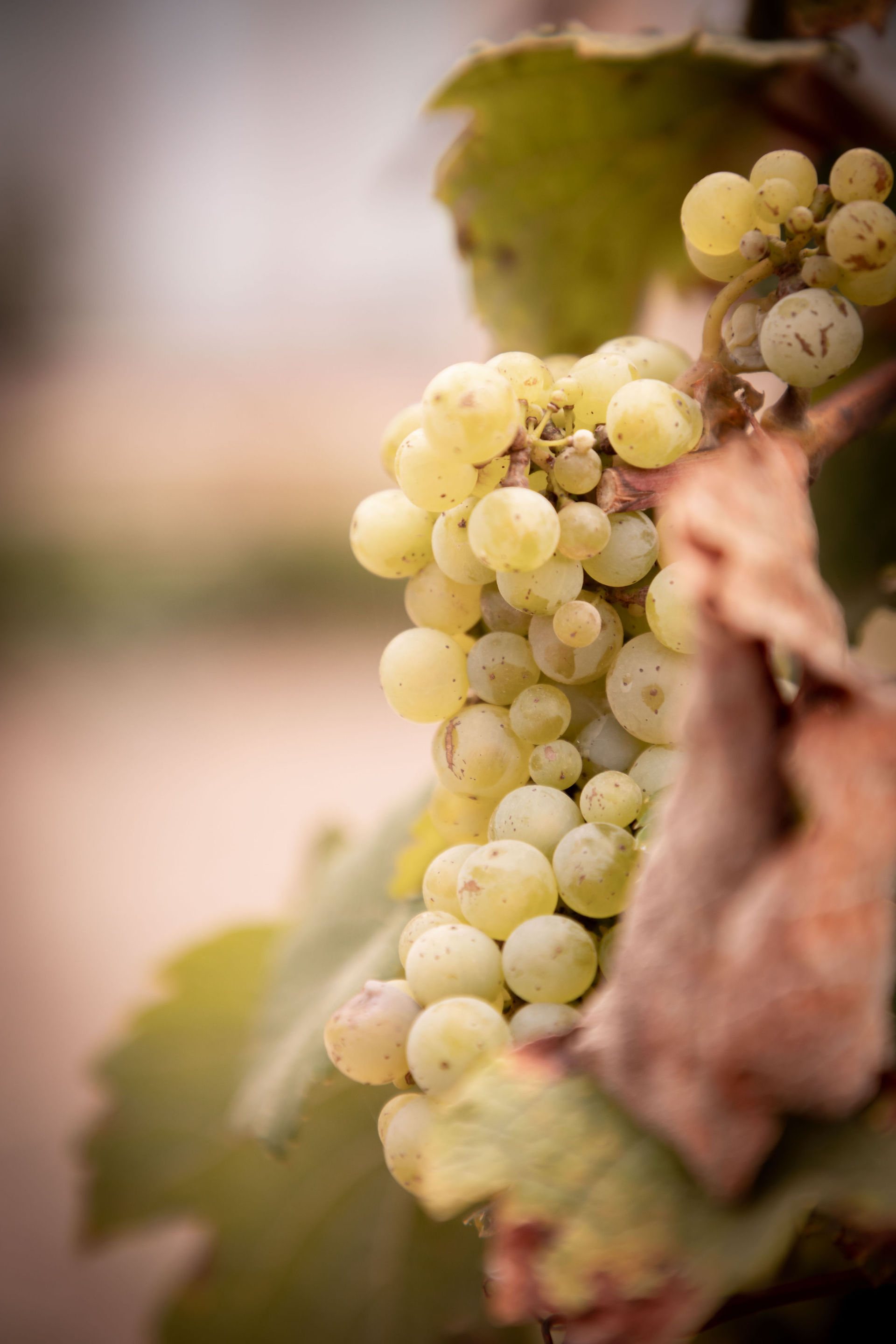 grapes at spring lake winery