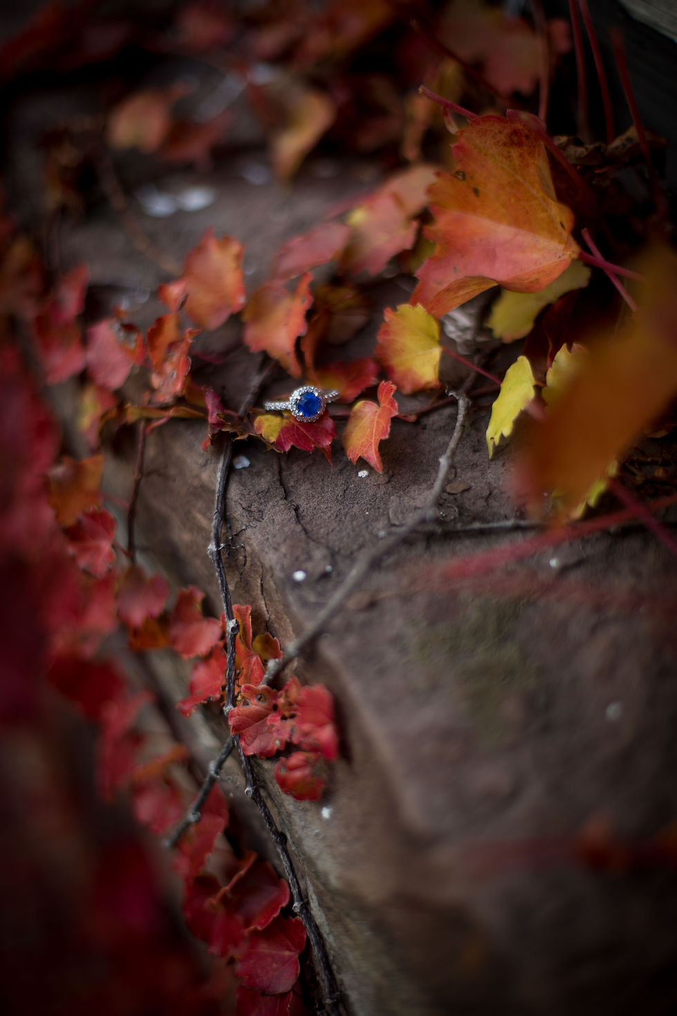 red fall leaves with sapphire engagement ring