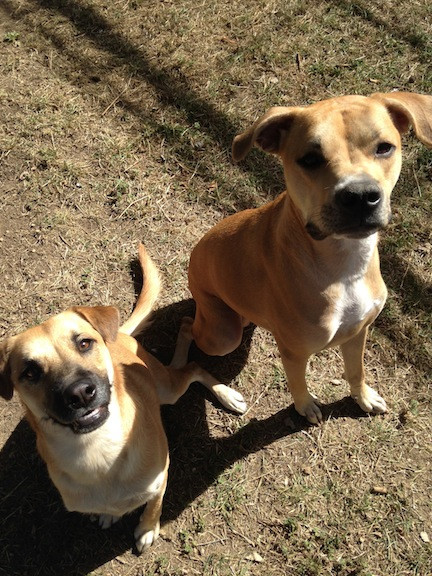 Kiva and Kali - Denver Dog Walker and Pet Sitters