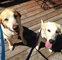 Denver Dog Walking