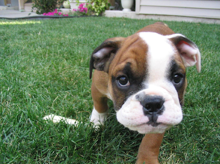 Tyson