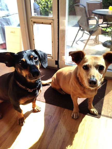 Charlie and Ginger small.jpeg