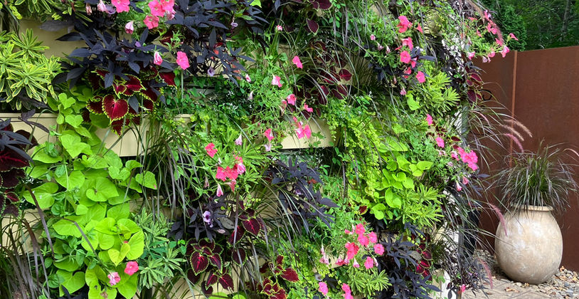 A living wall with purple and green foliage and bright pink flowers