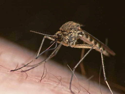 Muore una donna dopo una puntara di zanzara: si tratta del Virus Weat Nile