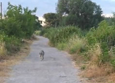 Allarme a Roma EUR: lupo cecoslovacco vaga da giorni per le strade, volontari in azione per recuperarlo! Nessuna traccia dei proprietari