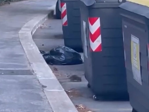 EUR-Montagnola: allarme topi in Via Giuseppe Casalinuovo, roditori anche dentro i palazzi