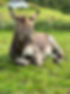 IMG_7222.jpeg