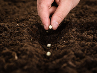 The Magic of Seed Planting