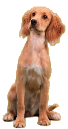 DOG.GIF