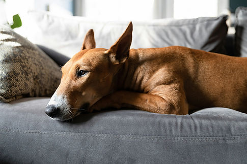 Elektrochemotherapie beim Hund Tierklinik Kurzeichet