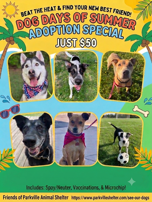 Dog Days of Summer Adoption Discount