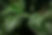beautiful-tropical-leaves-background.jpg