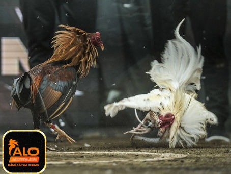 ALO789 - Sảnh Cược Đá Gà Uy Tín Hàng Đầu Việt Nam
