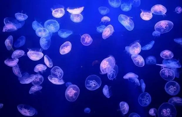 “I’d like to be a jelly fish…they ride the winds of fortune, life without a brain.” -Jimmy Buffett