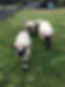 sheep 3.jpg